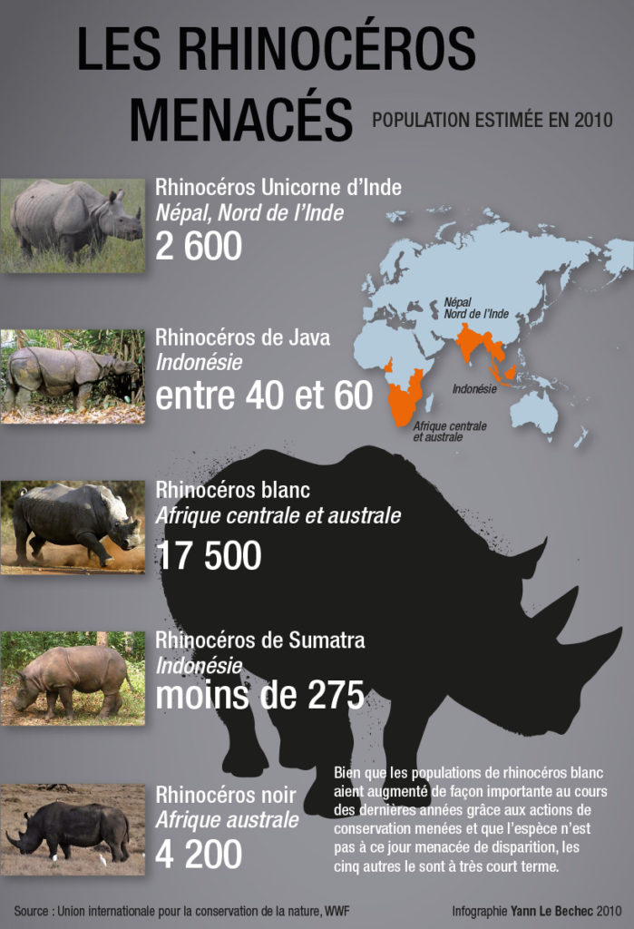 Rhinocéros